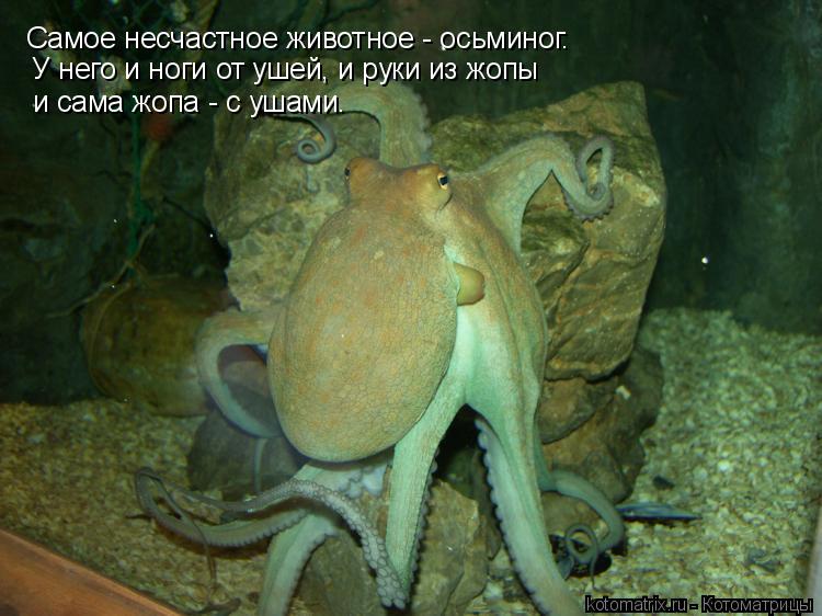 Котоматрица: Самое несчастное животное - осьминог.  У него и ноги от ушей, и руки из жопы  и сама жопа - с ушами.