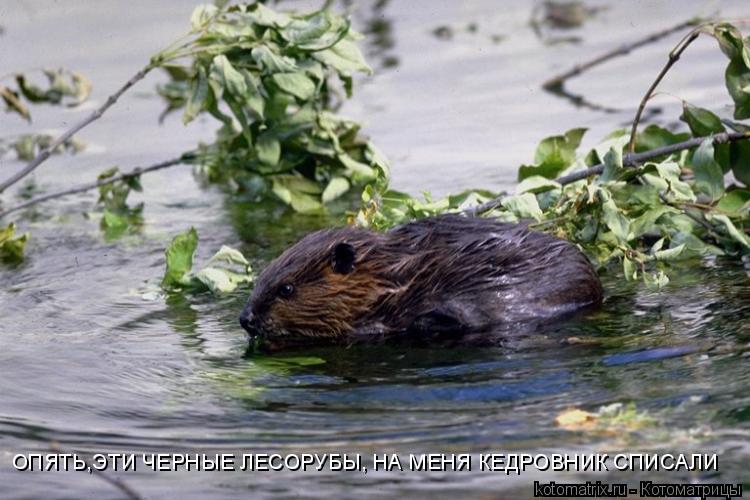 ОПЯТЬ,ЭТИ ЧЕРНЫЕ ЛЕСОРУБЫ, НА МЕНЯ КЕДРОВНИК СПИСАЛИ... Котоматрица: ОПЯТЬ,ЭТИ ЧЕРНЫЕ ЛЕСОРУБЫ, НА МЕНЯ КЕДРОВНИК СПИСАЛИ