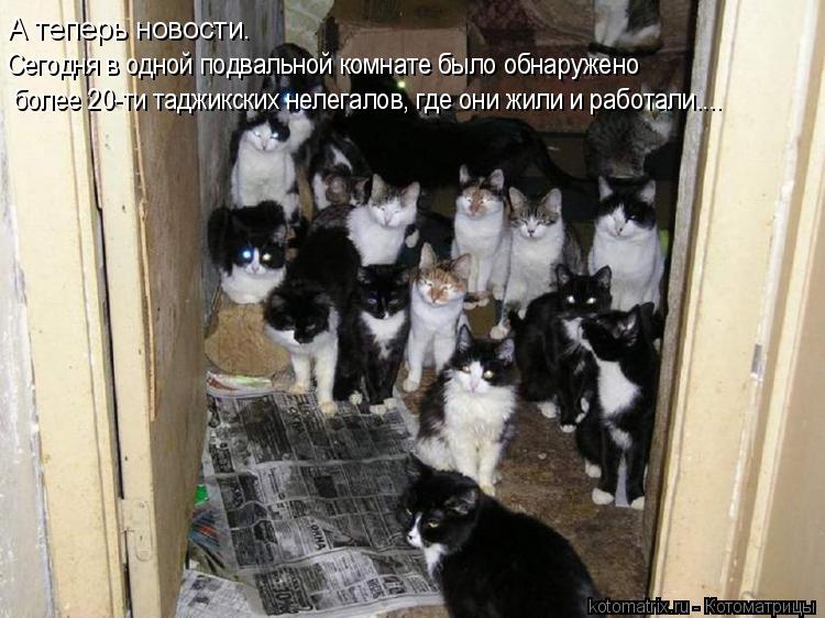 А теперь новости. Сегодня в одной подвальной комнате было обнаружено более 20-ти таджикских нелегалов... Котоматрица: А теперь новости. Сегодня в одной подвальной комнате было обнаружено более 20-ти таджикских нелегалов, где они жили и работали....