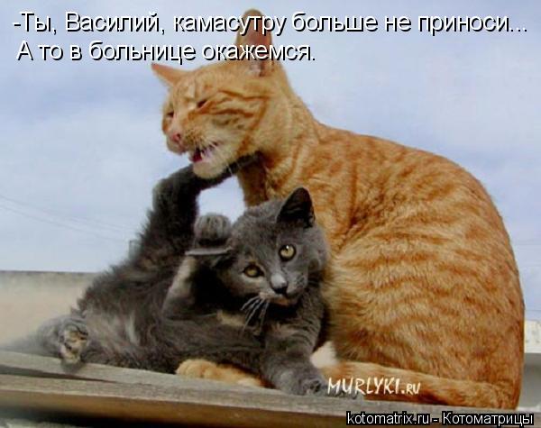 -Ты, Василий, камасутру больше не приноси... А то в больнице окажемся.... Котоматрица: -Ты, Василий, камасутру больше не приноси... А то в больнице окажемся.