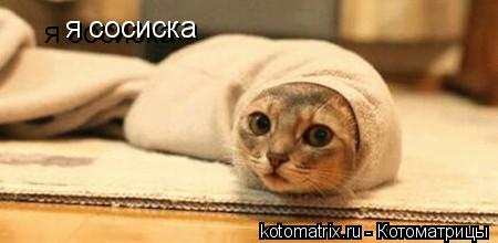 Котоматрица: я сосиска я сосиска