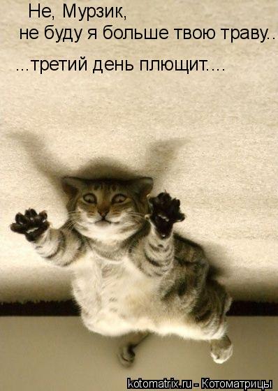 Не, Мурзик, не буду я больше твою траву... ...третий день плющит....... Котоматрица: Не, Мурзик, не буду я больше твою траву... ...третий день плющит....