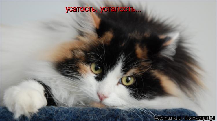 усатость, усталость...... Котоматрица: усатость, усталость...