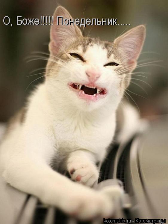 Котоматрица: О, Боже!!!!! Понедельник.....