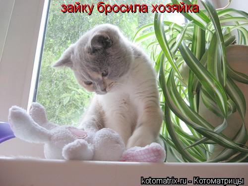 зайку бросила хозяйка... Котоматрица: зайку бросила хозяйка