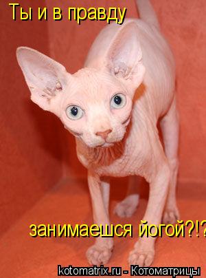 Ты и в правду занимаешся йогой?!?... Котоматрица: Ты и в правду занимаешся йогой?!?