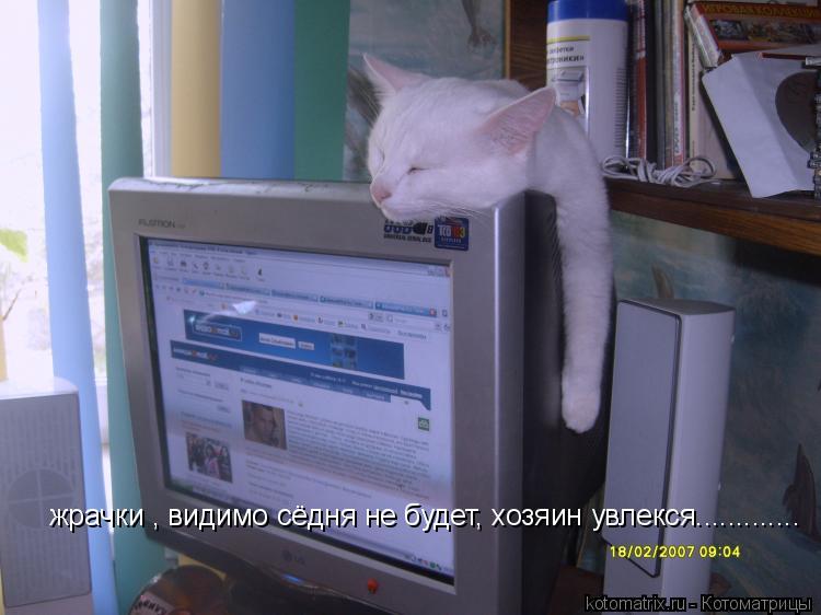 жрачки , видимо сёдня не будет, хозяин увлекся................ Котоматрица: жрачки , видимо сёдня не будет, хозяин увлекся.............