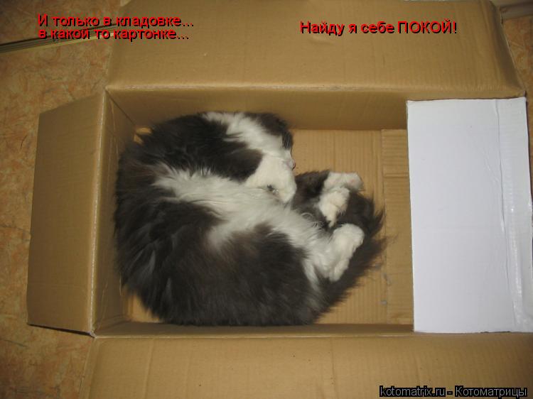 И только в кладовке... в какой то картонке... Найду я себе ПОКОЙ!... Котоматрица: И только в кладовке... в какой то картонке... Найду я себе ПОКОЙ!