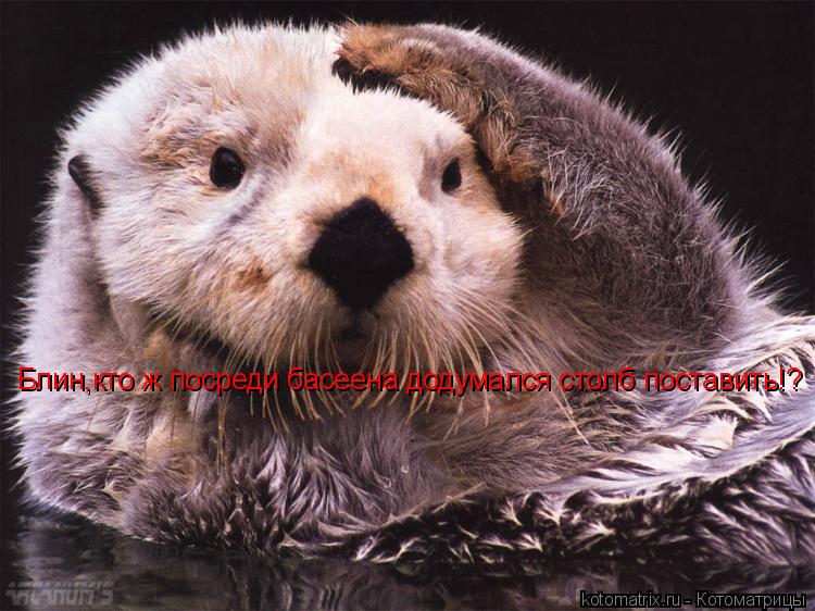 Блин,кто ж посреди басеена додумался столб поставить!?... Котоматрица: Блин,кто ж посреди басеена додумался столб поставить!?