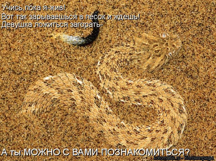 Учись,пока я-жив! Вот так зарываешься в песок и ждешь! Девушка ложиться загорать- А ты:МОЖНО С ВАМИ П... Котоматрица: Учись,пока я-жив! Вот так зарываешься в песок и ждешь! Девушка ложиться загорать- А ты:МОЖНО С ВАМИ ПОЗНАКОМИТЬСЯ?