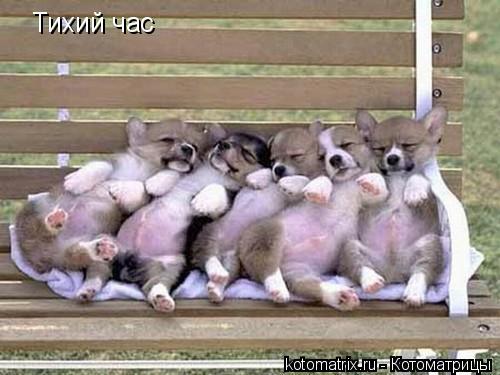 Тихий час... Котоматрица: Тихий час