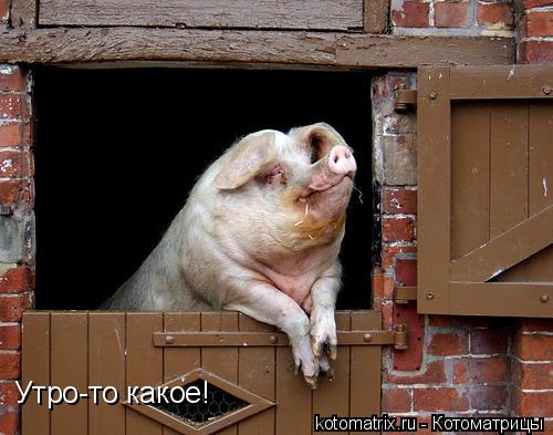 Утро-то какое!... Котоматрица: Утро-то какое!