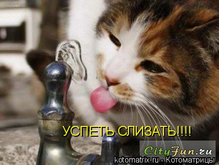 УСПЕТЬ СЛИЗАТЬ!!!!... Котоматрица: УСПЕТЬ СЛИЗАТЬ!!!!
