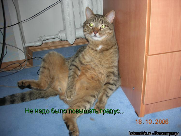 Не надо было повышать градус...... Котоматрица: Не надо было повышать градус...