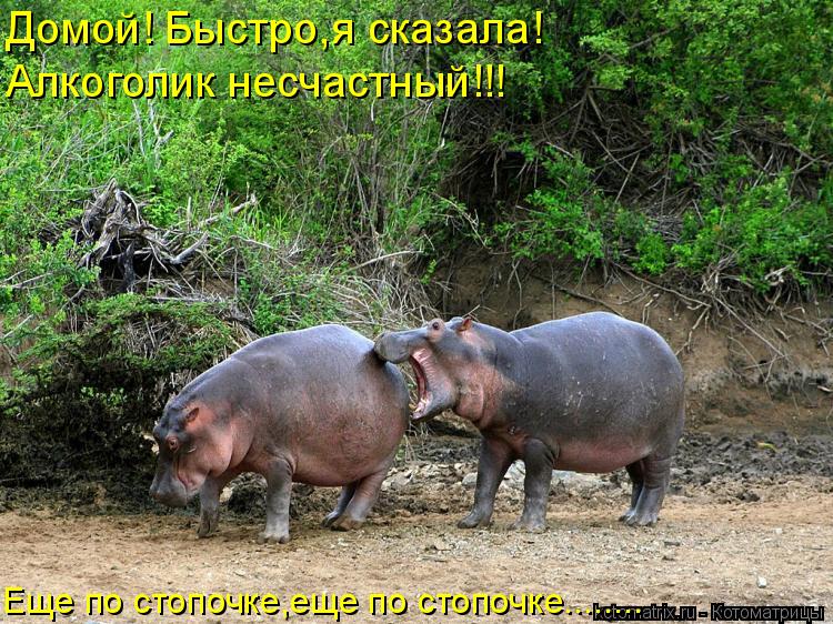 Домой! Быстро,я сказала! Алкоголик несчастный!!! Еще по стопочке,еще по стопочке........... Котоматрица: Домой! Быстро,я сказала! Алкоголик несчастный!!! Еще по стопочке,еще по стопочке........