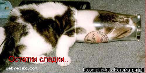 Остатки сладки..... Котоматрица: Остатки сладки..