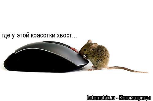 Котоматрица: где у этой красотки хвост...