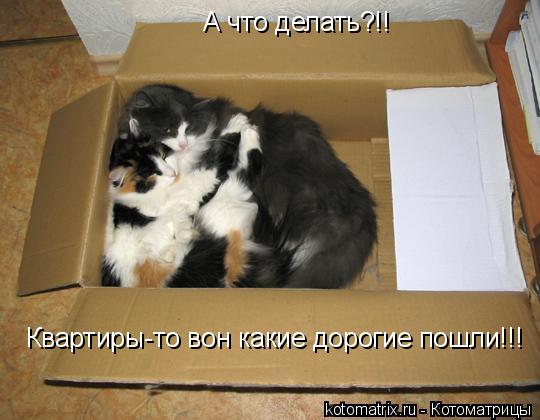 Квартиры-то вон какие дорогие пошли!!! А что делать?!!... Котоматрица: Квартиры-то вон какие дорогие пошли!!! А что делать?!!