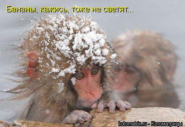 Котоматрица: Бананы, кажись, тоже не светят...