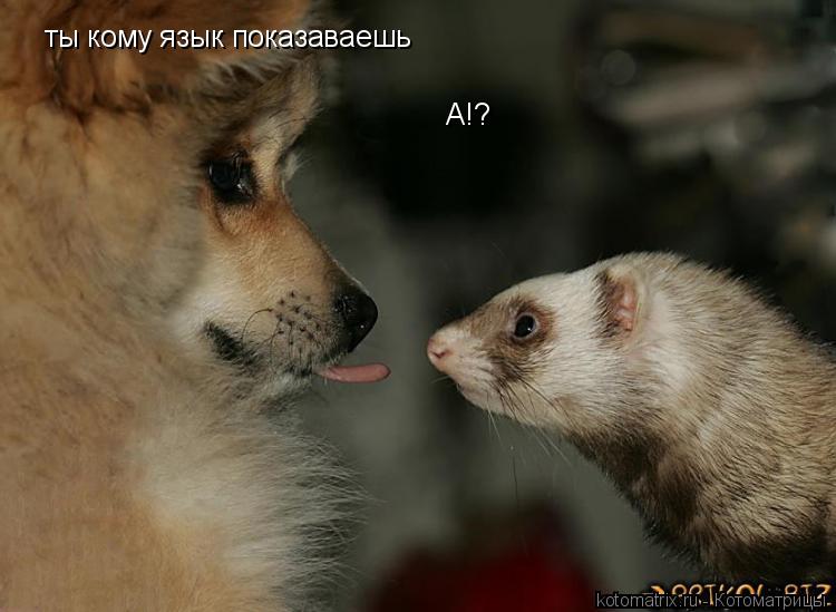 Котоматрица: ты кому язык показаваешь А!?