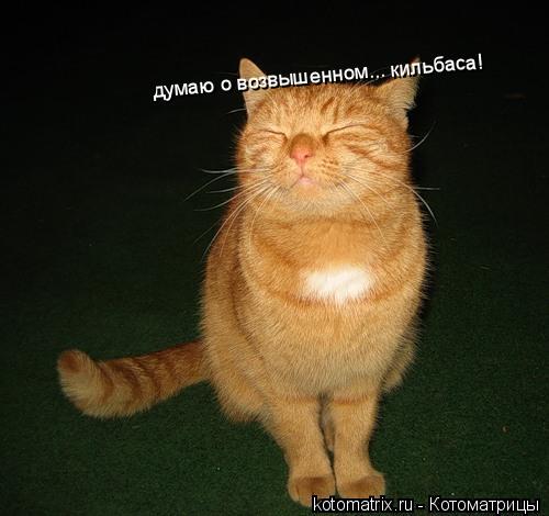 думаю о возвышенном... кильбаса!... Котоматрица: думаю о возвышенном... кильбаса!