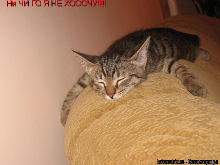Ни ЧИ ГО Я НЕ ХОООЧУ!!!!... Котоматрица: Ни ЧИ ГО Я НЕ ХОООЧУ!!!!