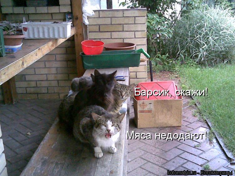 Котоматрица: Барсик, скажи! Мяса недодают!