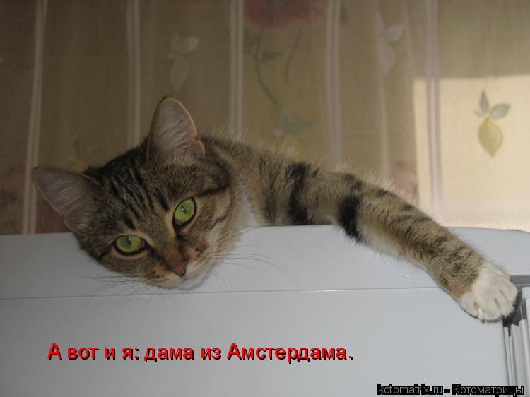 Котоматрица: А вот и я: дама из Амстердама.