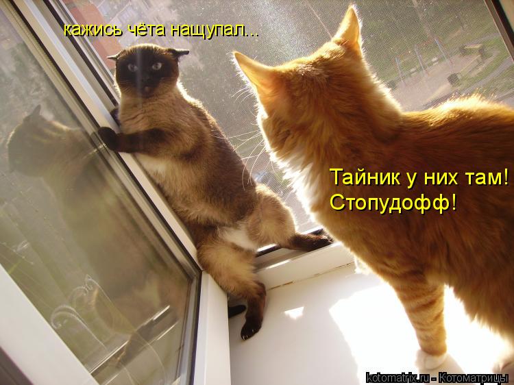 кажись чёта нащупал... Тайник у них там! Стопудофф!... Котоматрица: кажись чёта нащупал... Тайник у них там! Стопудофф!