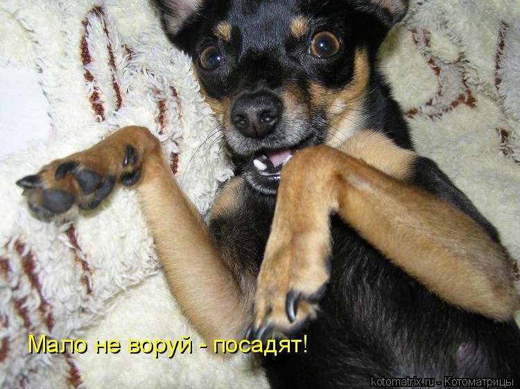 Мало не воруй - посадят!... Котоматрица: Мало не воруй - посадят!