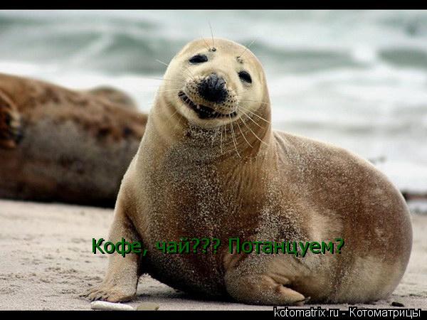 Кофе, чай??? Потанцуем?... Котоматрица: Кофе, чай??? Потанцуем?