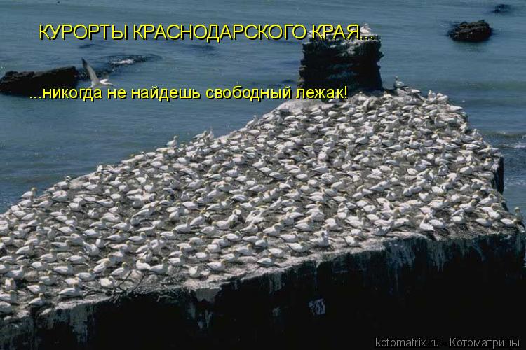 КУРОРТЫ КРАСНОДАРСКОГО КРАЯ... ...никогда не найдешь свободный лежак!... Котоматрица: КУРОРТЫ КРАСНОДАРСКОГО КРАЯ... ...никогда не найдешь свободный лежак!
