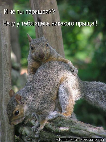 И чё ты паришся?? Нету у тебя здесь никакого прыща!!... Котоматрица: И чё ты паришся?? Нету у тебя здесь никакого прыща!!