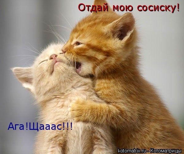 Отдай мою сосиску! Ага!Щааас!!!... Котоматрица: Отдай мою сосиску! Ага!Щааас!!!