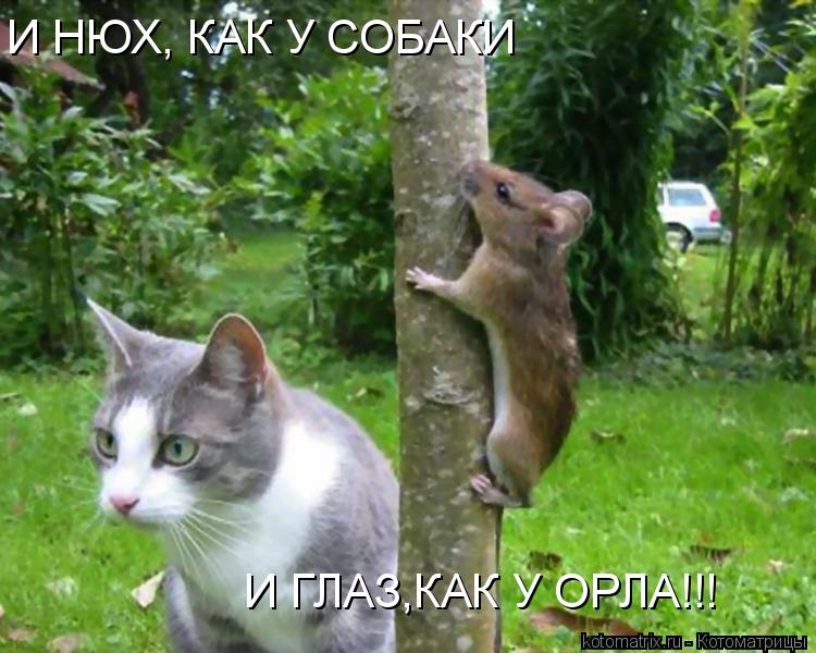 И ГЛАЗ,КАК У ОРЛА!!! И НЮХ, КАК У СОБАКИ... Котоматрица: И ГЛАЗ,КАК У ОРЛА!!! И НЮХ, КАК У СОБАКИ