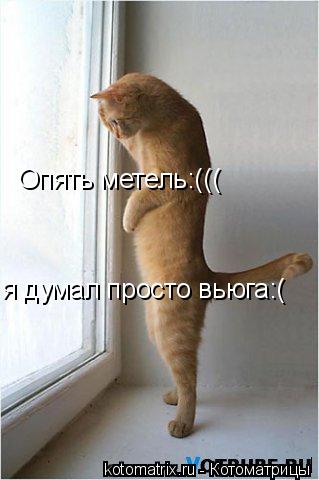 Опять метель:((( я думал просто вьюга:(... Котоматрица: Опять метель:((( я думал просто вьюга:(