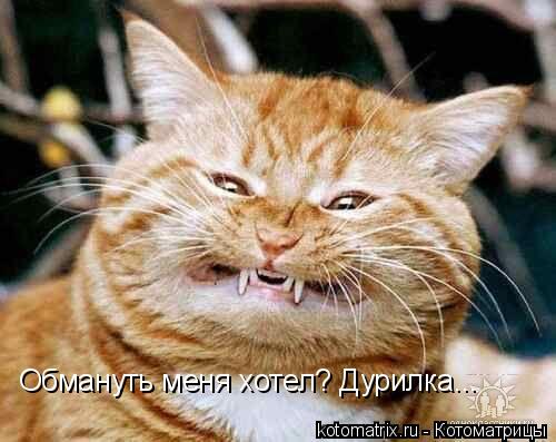 Обмануть меня хотел? Дурилка...... Котоматрица: Обмануть меня хотел? Дурилка...