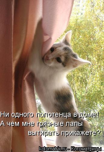 Ни одного полотенца в доме! А чем мне грязные лапы вытирать прикажете?... Котоматрица: Ни одного полотенца в доме! А чем мне грязные лапы вытирать прикажете?