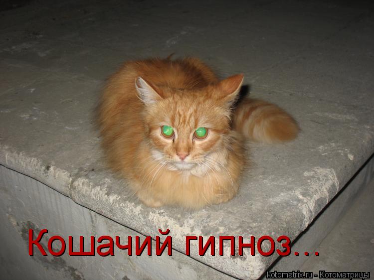 Кошачий гипноз...... Котоматрица: Кошачий гипноз...
