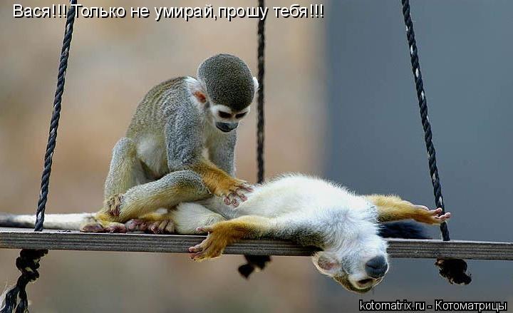 Вася!!! Только не умирай,прошу тебя!!!... Котоматрица: Вася!!! Только не умирай,прошу тебя!!!