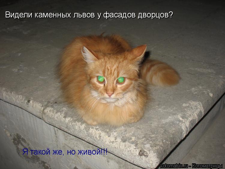 Видели каменных львов у фасадов дворцов? Я такой же, но живой!!!... Котоматрица: Видели каменных львов у фасадов дворцов? Я такой же, но живой!!!