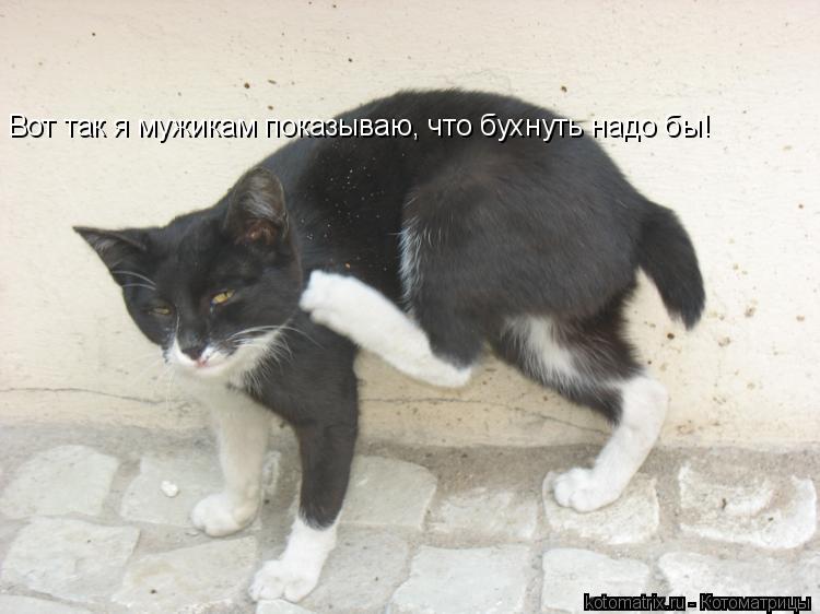 Вот так я мужикам показываю, что бухнуть надо бы!... Котоматрица: Вот так я мужикам показываю, что бухнуть надо бы!