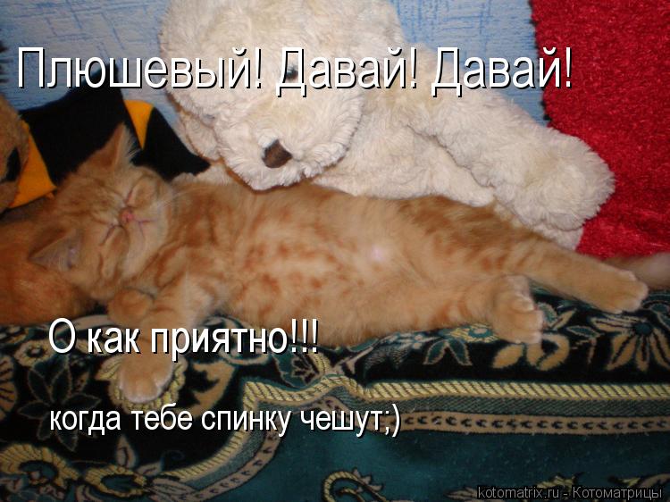 Плюшевый! Давай! Давай! О как приятно!!! когда тебе спинку чешут;)... Котоматрица: Плюшевый! Давай! Давай! О как приятно!!! когда тебе спинку чешут;)