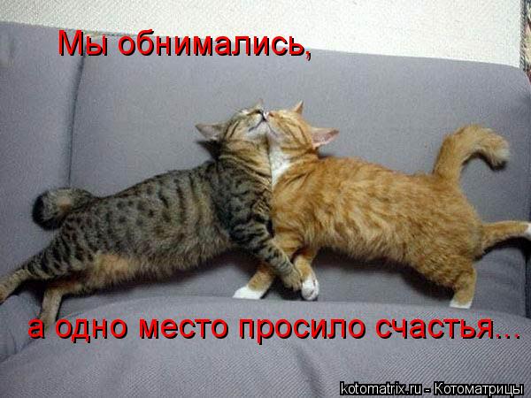 Мы обнимались, а одно место просило счастья...... Котоматрица: Мы обнимались, а одно место просило счастья...