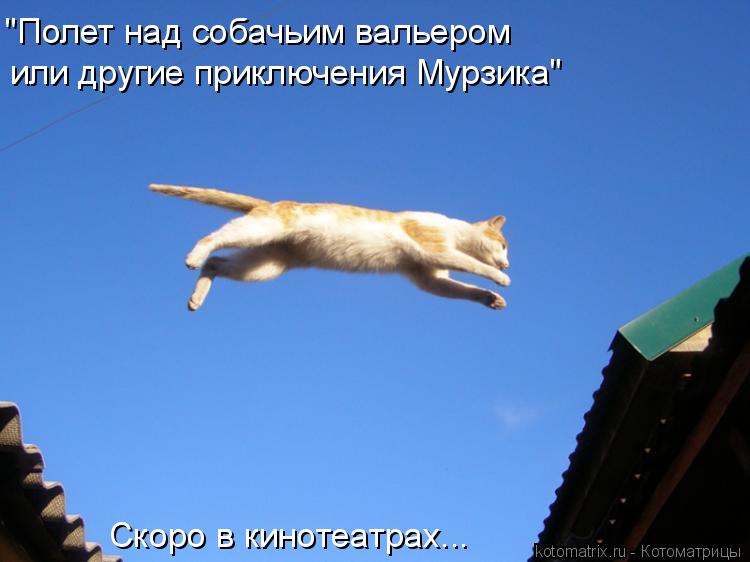 "Полет над собачьим вальером или другие приключения Мурзика" Скоро в кинотеатрах...... Котоматрица: "Полет над собачьим вальером или другие приключения Мурзика" Скоро в кинотеатрах...