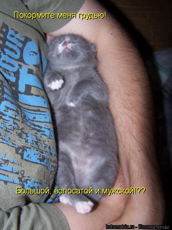Покормите меня грудью! Большой, волосатой и мужской!??... Котоматрица: Покормите меня грудью! Большой, волосатой и мужской!??