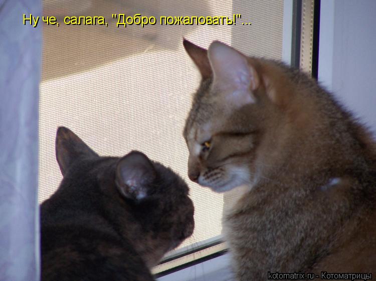 Ну че, салага, "Добро пожаловать!"...... Котоматрица: Ну че, салага, "Добро пожаловать!"...