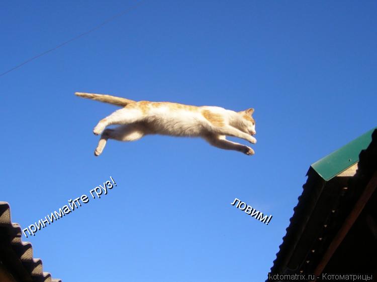 принимайте груз! ловим!... Котоматрица: принимайте груз! ловим!