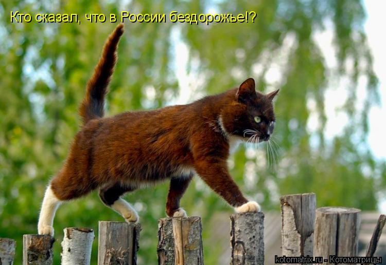 Кто сказал, что в России бездорожье!?... Котоматрица: Кто сказал, что в России бездорожье!?