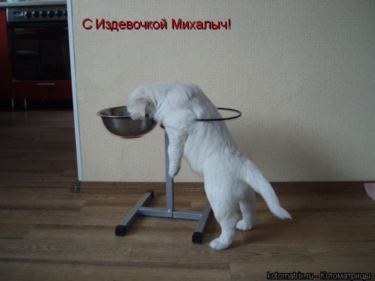 Котоматрица: С Издевочкой Михалыч!